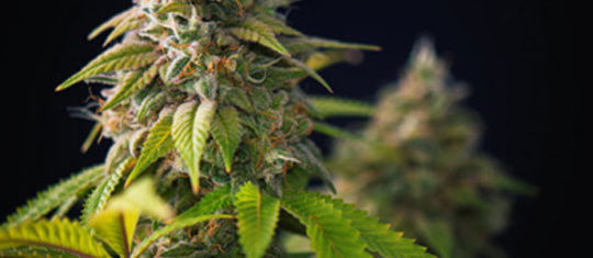CBD